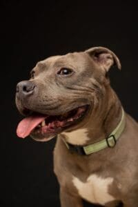 Pit Bull Awareness Month, Yoki Smile by Bill Chesney