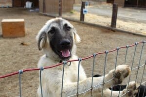 Safety first_Older puppy behind fence of the correct height