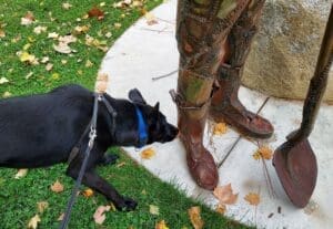 Safety first_Sophie wearing harness and Martingale collar in park deciding if statue is real