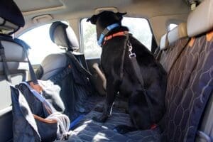 Safety first_Sophie wearing harness and Martingale collar restrained in car using seatbelt clip