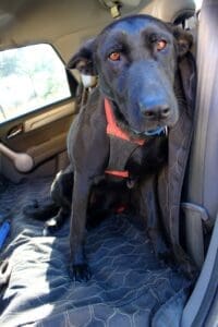 Safety first_Sophie wearing harness and Martingale collar sitting in car