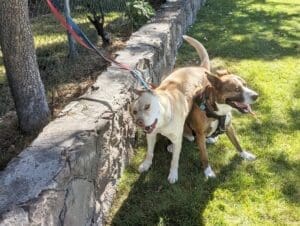 Wally and Larry being silly leashed to the fence