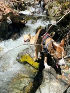 Wally and Larry near falls