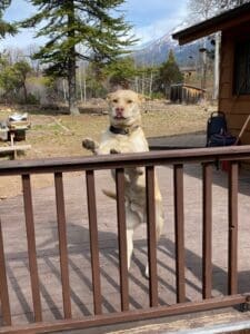 Wally being silly on deck up on hind legs