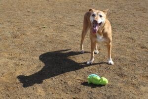 Older dog, Annie with her favorite stuffy