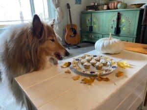 Pooches enjoying healthy Thanksgiving dog treats