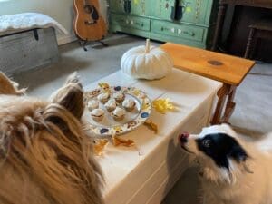 Pooches enjoying healthy Thanksgiving dog treats