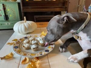 Pooches enjoying healthy Thanksgiving dog treats