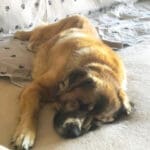 Older dog, Thor sleeping on bed in new home