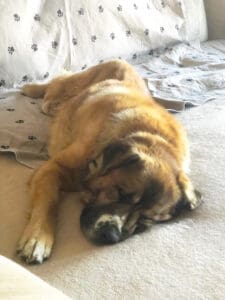 Older dog, Thor sleeping on bed in new home