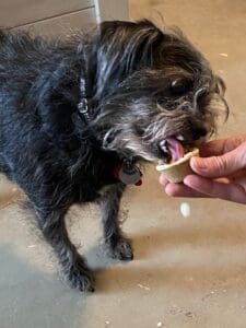 Pooches enjoying healthy Thanksgiving dog treats