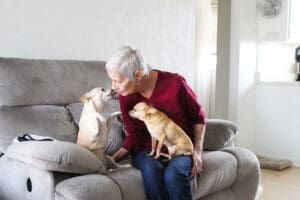 Order dog, Linda getting kiss from senior Chihuhua with another one on her lap