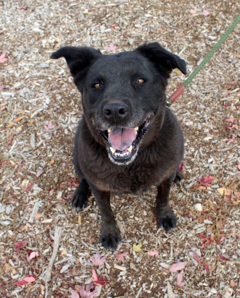 Meet Lucky - Rescue Ranch Inc.