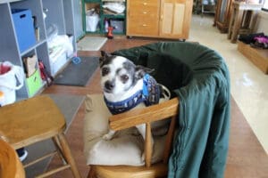 Older dog, Maverick on chair behind Thrift Store counter