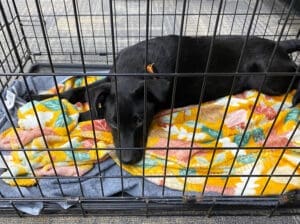 Crate training_ black Puppy resting in wire crate at library event