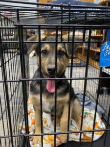 Crate training_ GSD puppy sitting in crate smailing at library event