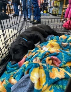 Crate training_ black Puppy fast asleep in wire crate at library event