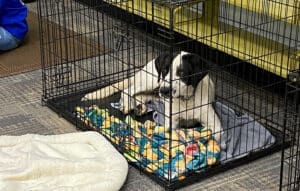 Crate training_ black and white Puppy resting in wire crate at library event