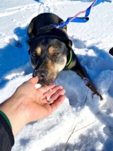 Scared dog_CU Mindy sniffing Ali's hand