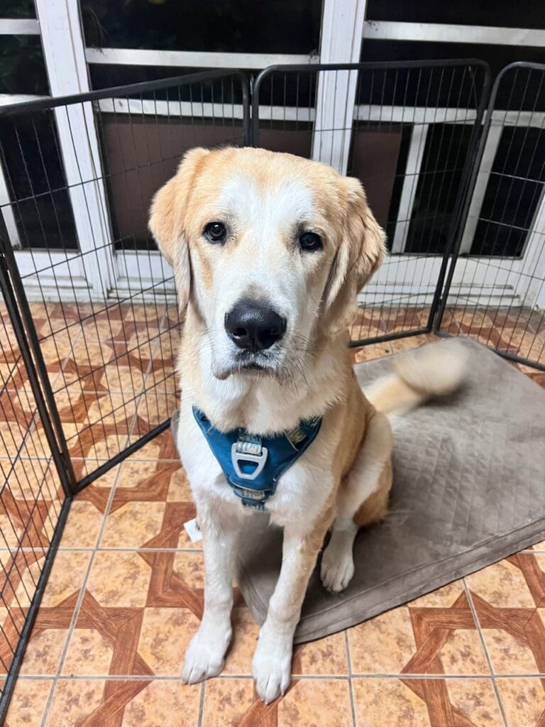 IMG_0996_20240116_120602-1