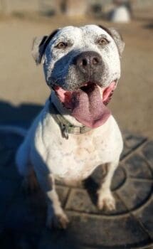 Rodeo 1_by Austin Browder