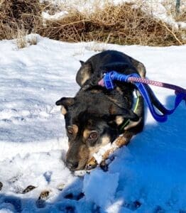 Scared dog_Mindy initially pancaking in the snow