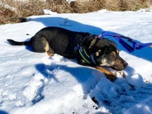 Scared dog_Mindy initially pancaking in the snow