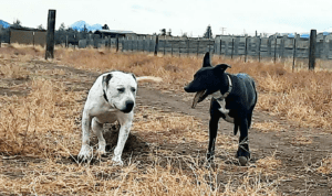 Special needs dogs_Rodeo and Lydia out together