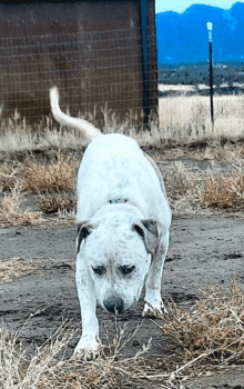 Special needs dogs_Rodeo sniffing ground walking toward cam