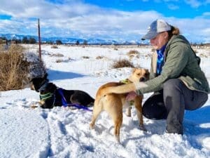 Scared dog_Sydney putting harness on Baxter while harnessed Mindy waits in the snow