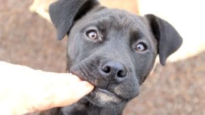 Puppy Teeth_Adolescent black pup nibbling finger tips