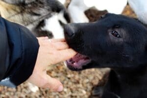 Puppy Teeth_Adolescent black pup nibbling finger tips