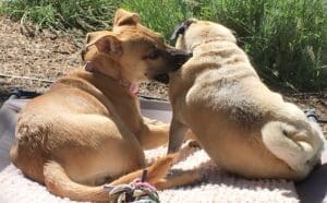 Puppy teeth_Older shepherd pup play biting adult pug