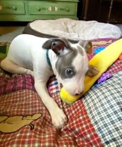 Puppy teeth_pittie puppy chewing in toy