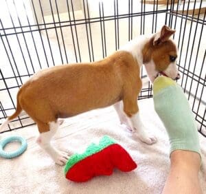 Puppy teeth_Puppy nibbling human foot