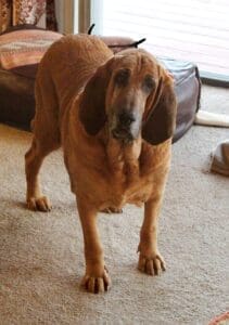 Woody Bloodhound standing portrait