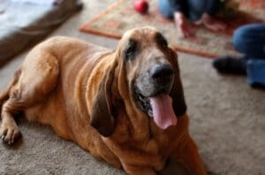 Woody Bloodhound standing portrait Lying down