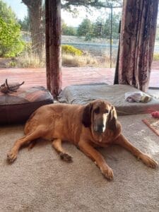 Woody enjoying the living room in foster home