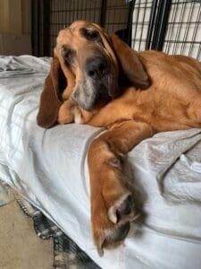 Woody reclining on his therapeutic bed at Lily's Legacy