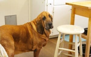 Woody posing in Kitchen