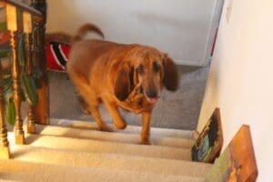 Woody running up the stairs