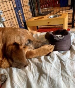 Dog Rescuers, Woody sleeping next to hound rescue on his bed a Lily's Legacy