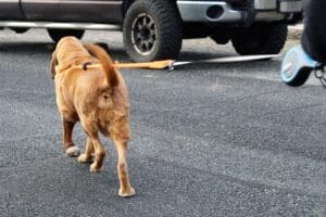 Woody walking away on leash