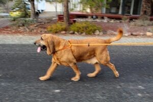 Woody walking on leash profile