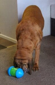 Woody with his treat dispensing toy