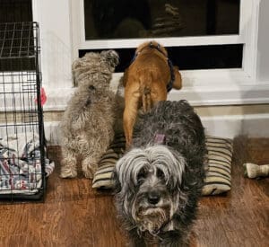 Foster dogs, Basil and Gremlin looking out window while Indiana faces camera