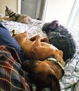 Foster dogs, Basil asleep on his back with housemates on foster bed