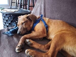 Foster dogs, Basil napping on couch