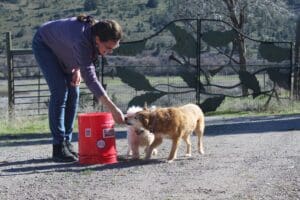 Dog enrichment, agility course: Ali helping Herbie and Steve around bucket 1