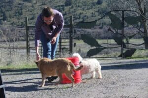 Dog enrichment, agility course: Ali helping Herbie and Steve around bucket 2